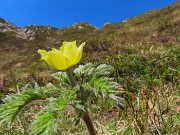 36 Pulsatilla alpina sulphurea (Anemone alpino)